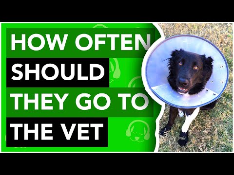 How Often Should You Take Your Dog to the Vet?