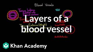 Layers of a blood vessel | Circulatory system physiology | NCLEX-RN | Khan Academy