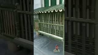 Download lagu Practical Bamboo House For Chickens #chicken #craft #woodworking mp3 Download lagu Practical Bamboo House For Chickens #chicken #craft #woodworking mp3