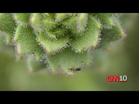 Cnn10