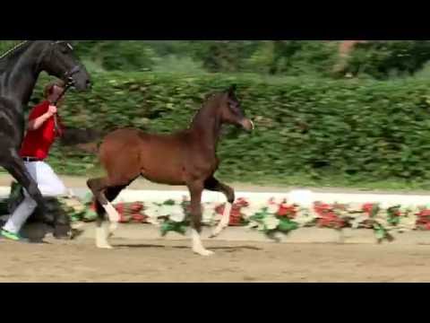 113 Germana Stute v. Goldberg - Dressage Royal