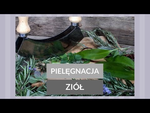 PIELĘGNACJA ZIÓŁ W 3 KROKACH / CAMERA-S / 2017