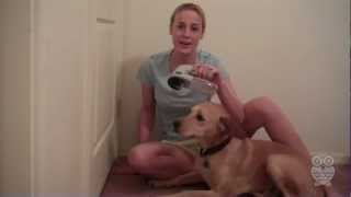 Shed Pal Review: Dog Grooming without the Mess?