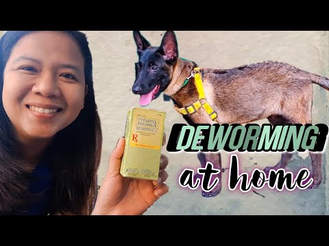 HOW TO USE PYRANTEL EMBONATE NEMATOCIDE TO DEWORM A DOG AT HOME | EASY DIY DOG DEWORMING /PURGA