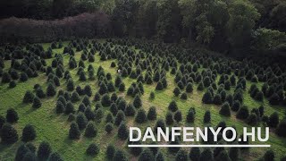 Karácsonyfa minden méretben és fajtában – luc, ezüst, nordmann