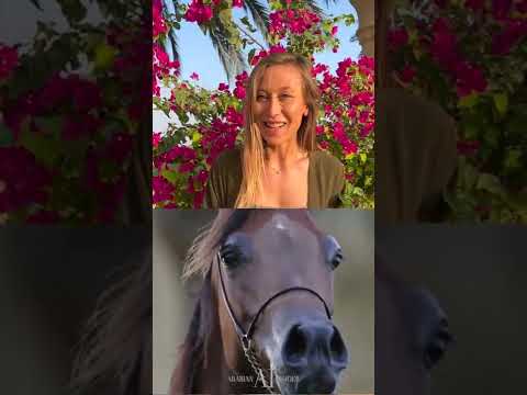 DUBAI STUD AUCTION 2022 - LAUNCH