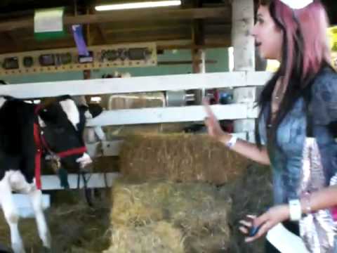 I'm Scared Of Cows...