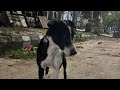 Dogs Ki Seva Karo