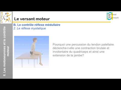 IV. Le versant moteur: Le contrôle réflexe médullaire (1)