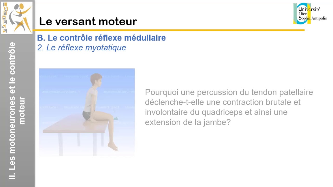 IV. Le versant moteur: Le contrôle réflexe médullaire (1)