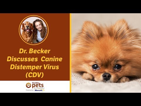 Dr. Becker Discusses Canine Distemper Virus (CDV)