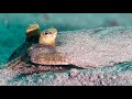 Facts The Flounder