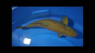 Lelang Tropikal Koi Center chagoi 54cm marudo 2M