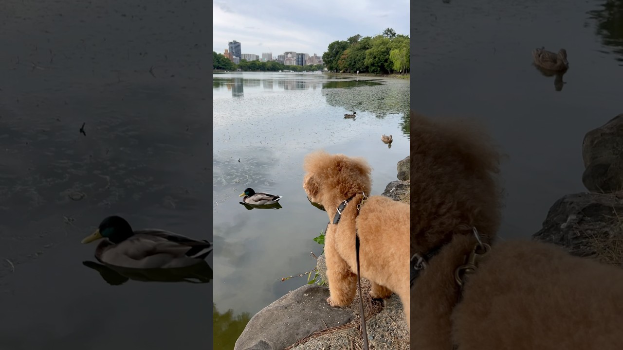 おじいちゃんとお散歩 生きもの大好きなトイプードル 🐶💓