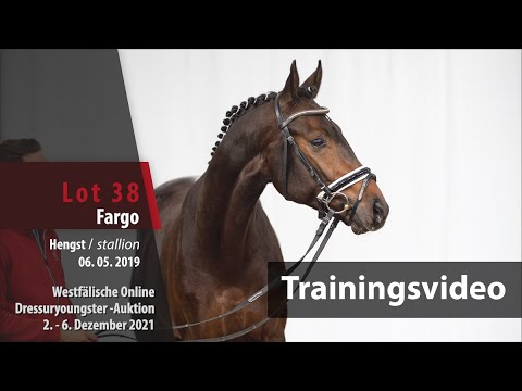 Online Dressuryoungster-Auktion Trainng Lot 38 Fargo Hengst v. Franziskus - Dancier