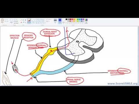 Spinal Pathways MADE SUPER EASY-1 (Introduction)