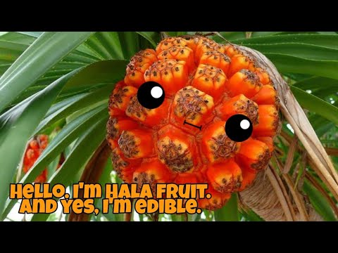 Pandan - dagat or Hala fruit. A lesser known fruit.