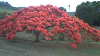 Download lagu El Flamboyan mp3 Download lagu El Flamboyan mp3