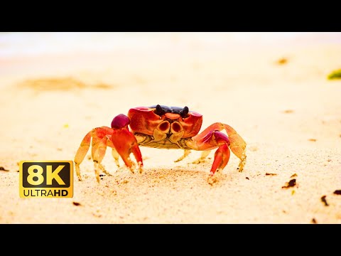 INSECTS-Exploring the Micro World of Insects | Discovering Insect Life | Insect Videos |Cute Animals