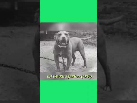 Dog of Note: Farve's Ch. Jerico  #sportingdogs #apbthistory #gamedogs #gamebred #apbtlove