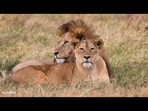Mara lion love triangle - SafariLIVE Sunrise - 16 January 2026