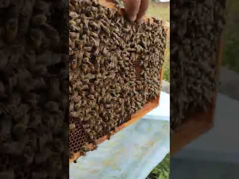 Pcelar, sirup, polen i Tempo