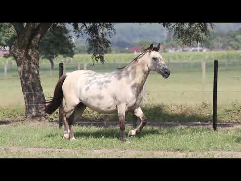 Lote 20 Melindrosa 1888 Maufer