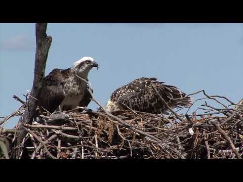 An Osprey chick in its nest with a river view – stretching, flapping, begging and exploring
