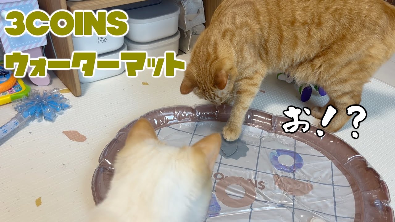 赤ちゃん用に買った"スリコのマット"に猫の興味が止まらない可愛い動画