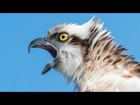 Amazing Osprey Footage in 4K ULTRA HD - 1 Hour of Cinematic Wildlife Relaxation Film
