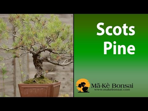 78) Scots Pine Pinus sylvestris great European Species and Bonsai Trees for Beginners