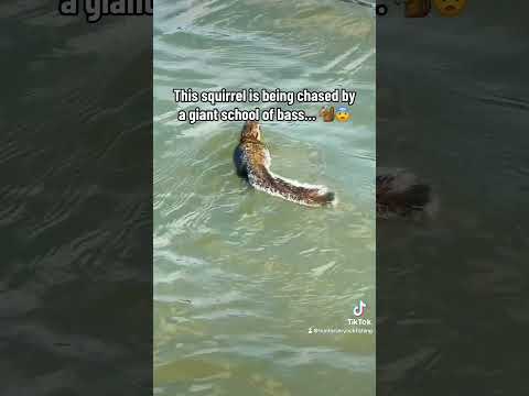 Tournament anglers will understand this! 🤣🐿️ #bassfishing #fishing #bassfishingismylife #lure