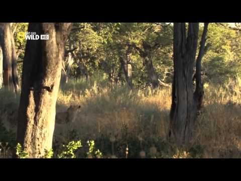 Natural World hot video Leopard Documentary National Geographic HD