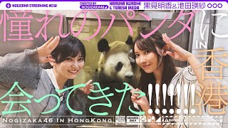 [乃木] 配信中 てれさぱんだ香港看熊貓