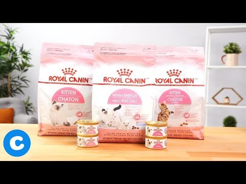 Royal Canin Feline Health Nutrition Birth Cat Food | Chewy