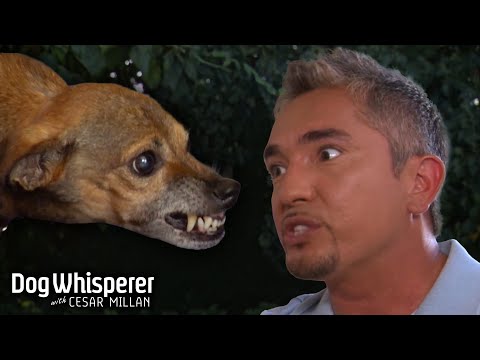How to Tame an Aggressive & Possessive Dog! | Dog Whisperer with Cesar Millan