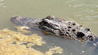 preview picture of video 'Alligator eats gopher in Ranchito pond'