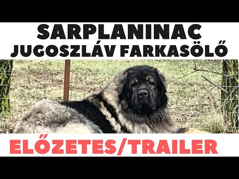 Sarplaninac - Jugoszláv Farkasölő kutya! Előzetes/Trailer!  DogCast TV!