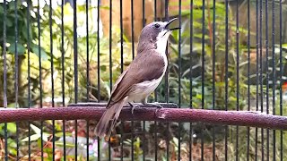 Download lagu Suara pancingan ini bikin burung remetuk laut atau siur bahan cepat bunyi mp3