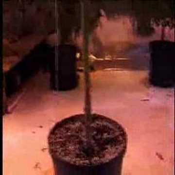 Ready-Set-Grow Part 2 of 7 UPDATED