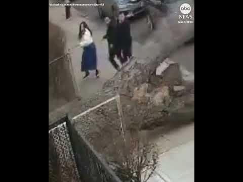 Falling tree narrowly misses three people on Brooklyn sidewalk #newyork #closecall #brooklyn