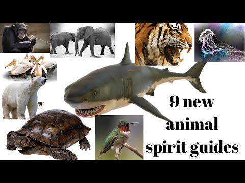 9 new animal spirit guides/animal spirit guides/animal help for life problems/how to call animals
