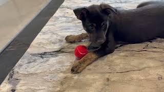 Video preview image #1 Mutt Puppy For Sale in Corona, CA, USA