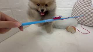 ポメラニアンの動画01