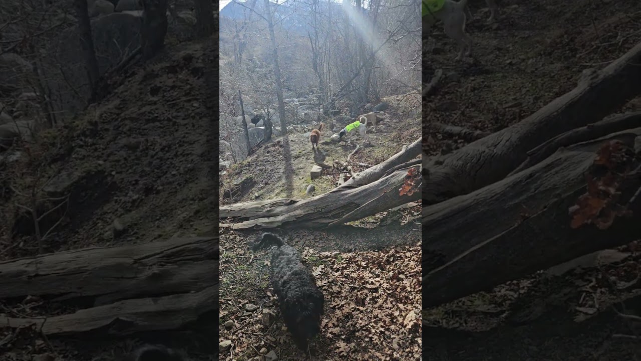 Enlarge Siona, a ADOPTABLE mixed breed in Salt Lake City, UT video 4/5