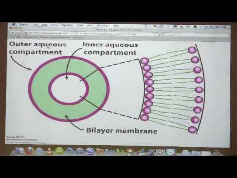 Kevin Ahern's Bite-Sized Biochemistry #29 - Glyoxylate Cycle/Membrane structure
