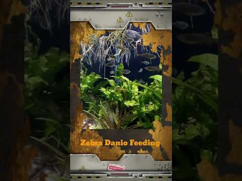 Zebra Danio Mosh Pit #SHORTS