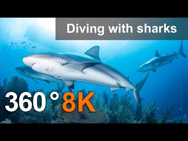 360°, Diving with sharks. 8K Underwater video