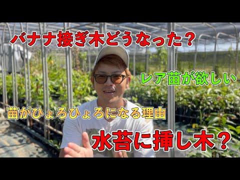 園芸 オレンジカンゾウ、ニッコウキスゲ、黄褐色のカンゾウ