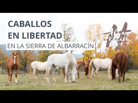 , title : 'Caballos en LIBERTAD en la Sierra de Albarracín. TERUEL. Invierno 2017'